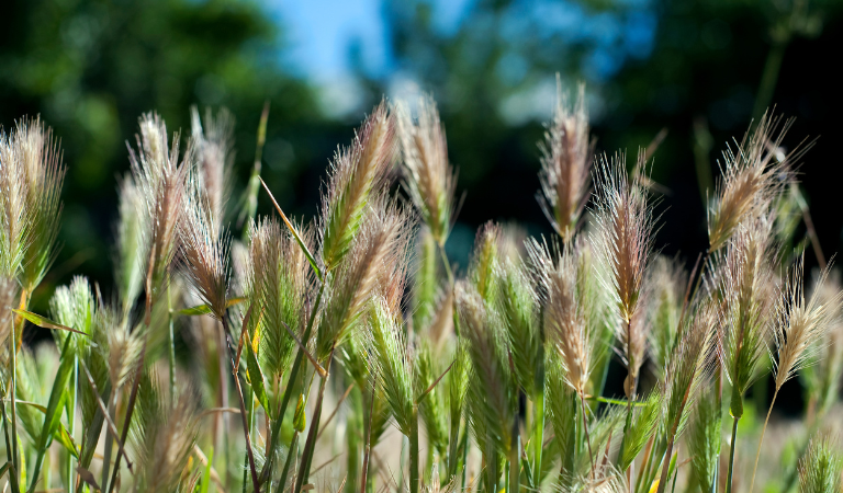 is grass seed dangerous for dogs