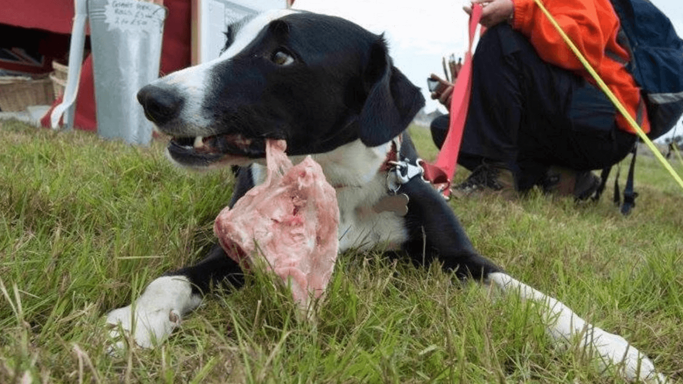 Feeding dog raw clearance chicken